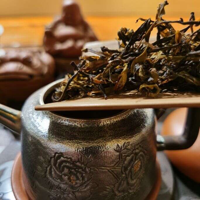 茶叶冷知识：普洱茶鲜叶竟然分六级而不是十级？