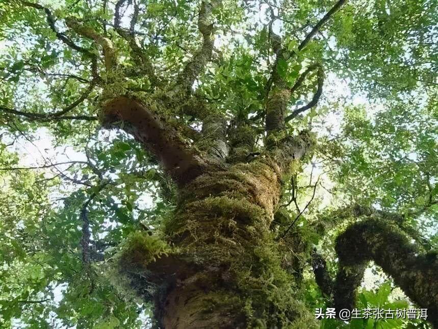 生茶张解析：易武普洱茶山这么多，到底哪个山头最值得入手？