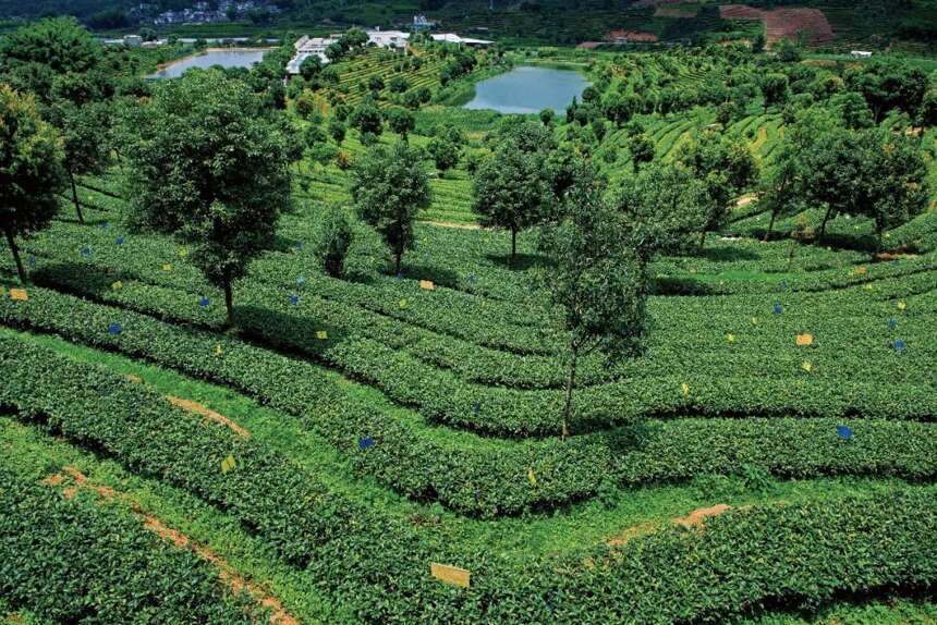 遍地都是古树茶，那台地茶去哪里了