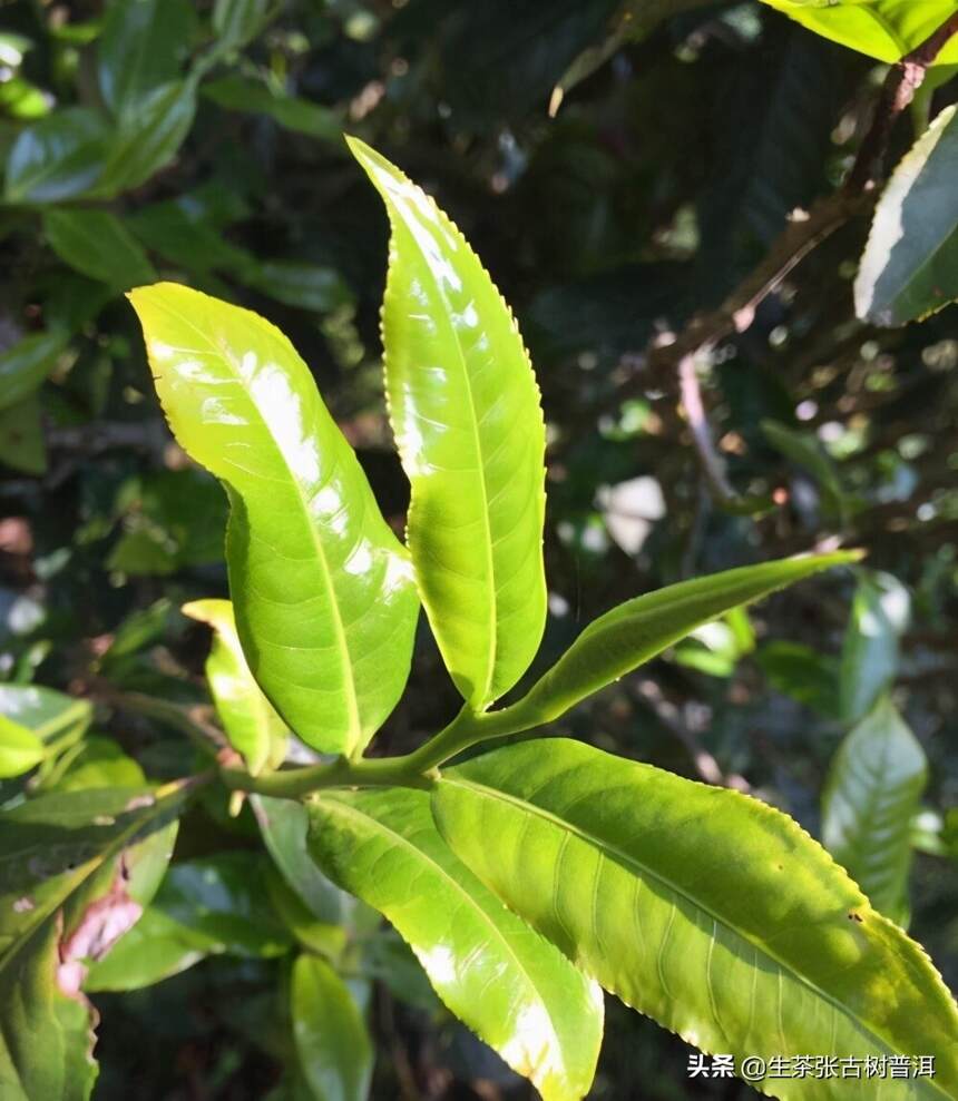 生茶张：如何快速鉴别普洱新茶与陈茶？新茶与陈茶有何特点？