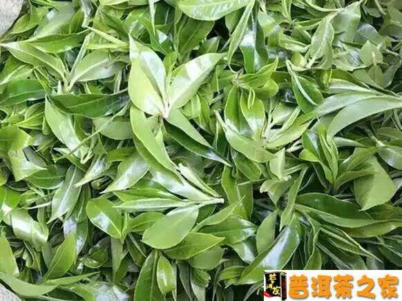 1700年的邦崴茶王树去年拍了48万，今年170万起拍