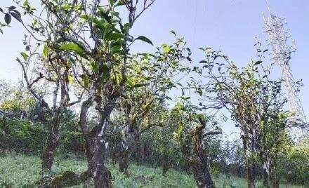 坑多水深：古树茶市场十有八假！最狠古树茶鉴别方法来袭