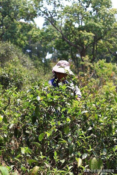 老茶客为什么喜欢喝易武普洱茶，甚至还喜欢收藏易武普洱茶？