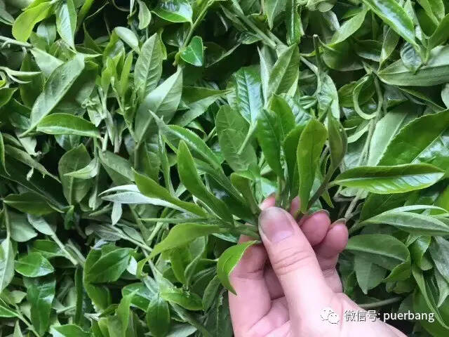 2017普洱茶涨价的真正原因，别再炒作了！