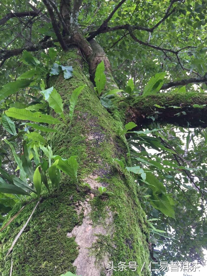 仁易说茶：从普洱茶中找回了真正的茶道意义，易经与茶是共通的