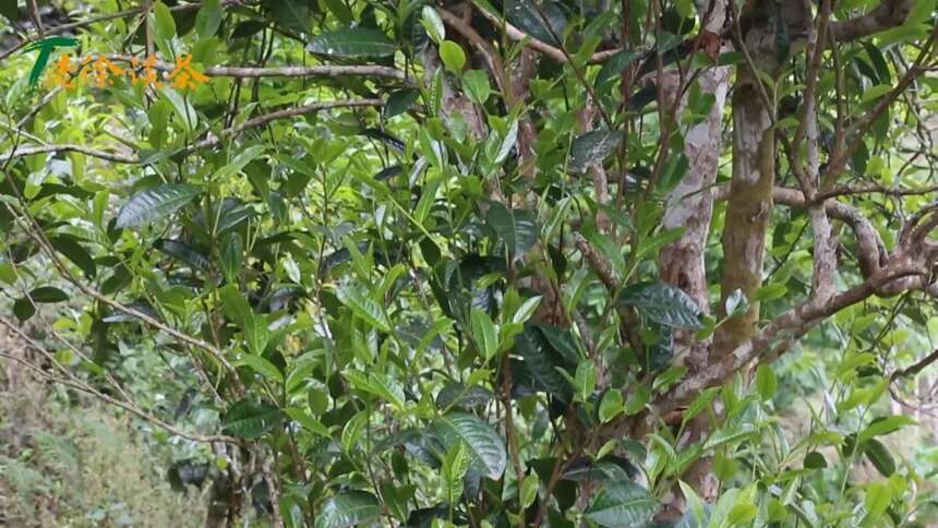 老徐谈茶特别节目：昔归茶园发现稀有紫芽！茶味饱满，回甘好