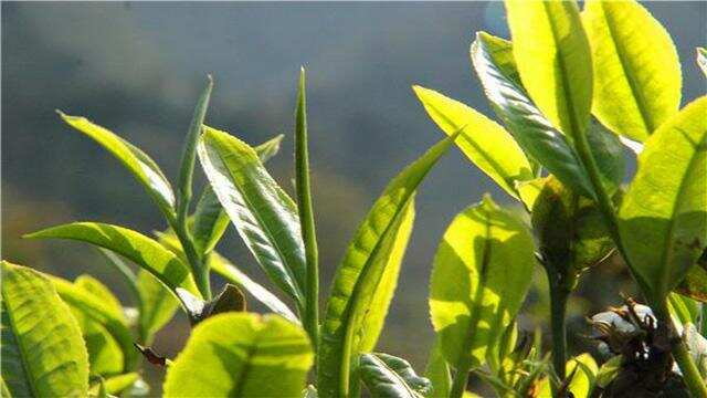 老徐谈茶93期：普洱茶是不是夏茶就从形、韵、茶底、干茶看—图文