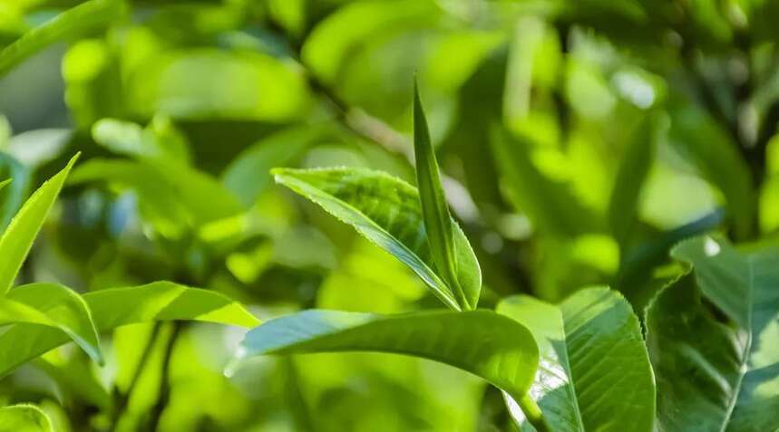 茶难卖！市场饱和！普洱茶界山头林立、混乱不堪的根源