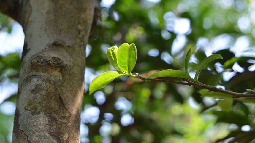 老徐谈茶63：母树茶、古树茶、野放茶、荒山茶究竟是什么？—图文