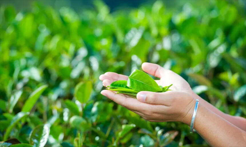 云南这些特色茶，凉拌茶，菜包茶，你了解吗？