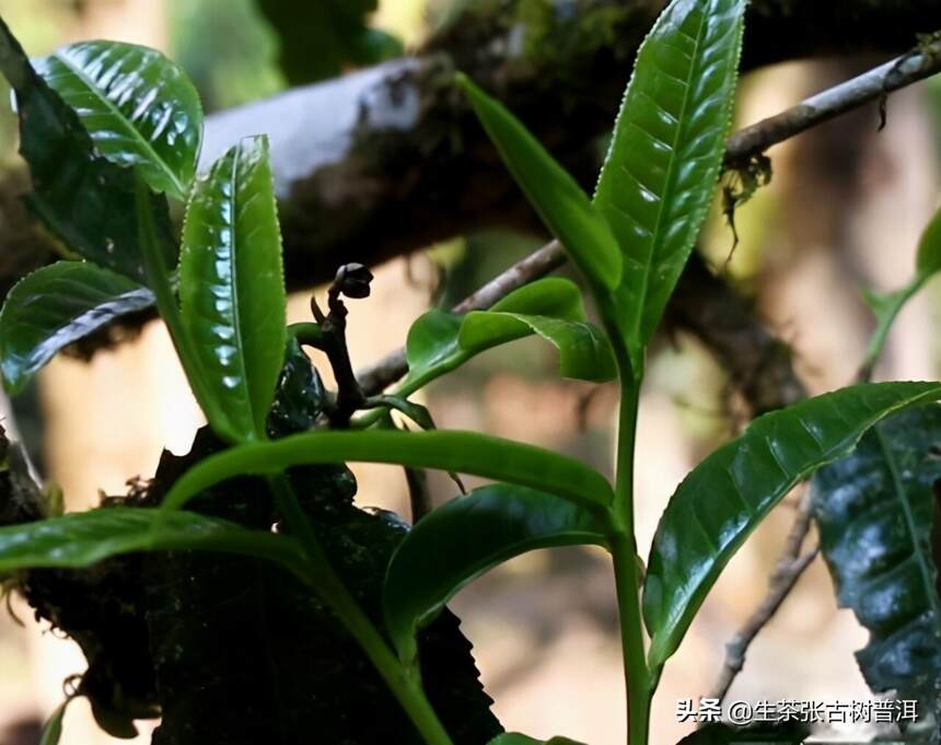 坝卡囡古树普洱茶有何特点？好喝吗？