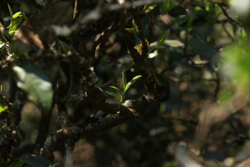 锅底塘梅子箐，堪比冰岛老寨的古树春茶！满口甜润，喉韵通透清凉