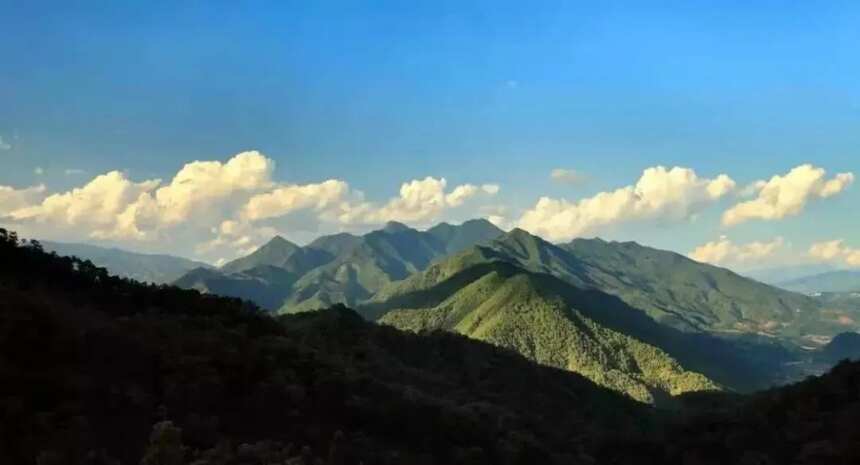 不是您想象的那番美好：“昔归”古茶春茶品鉴