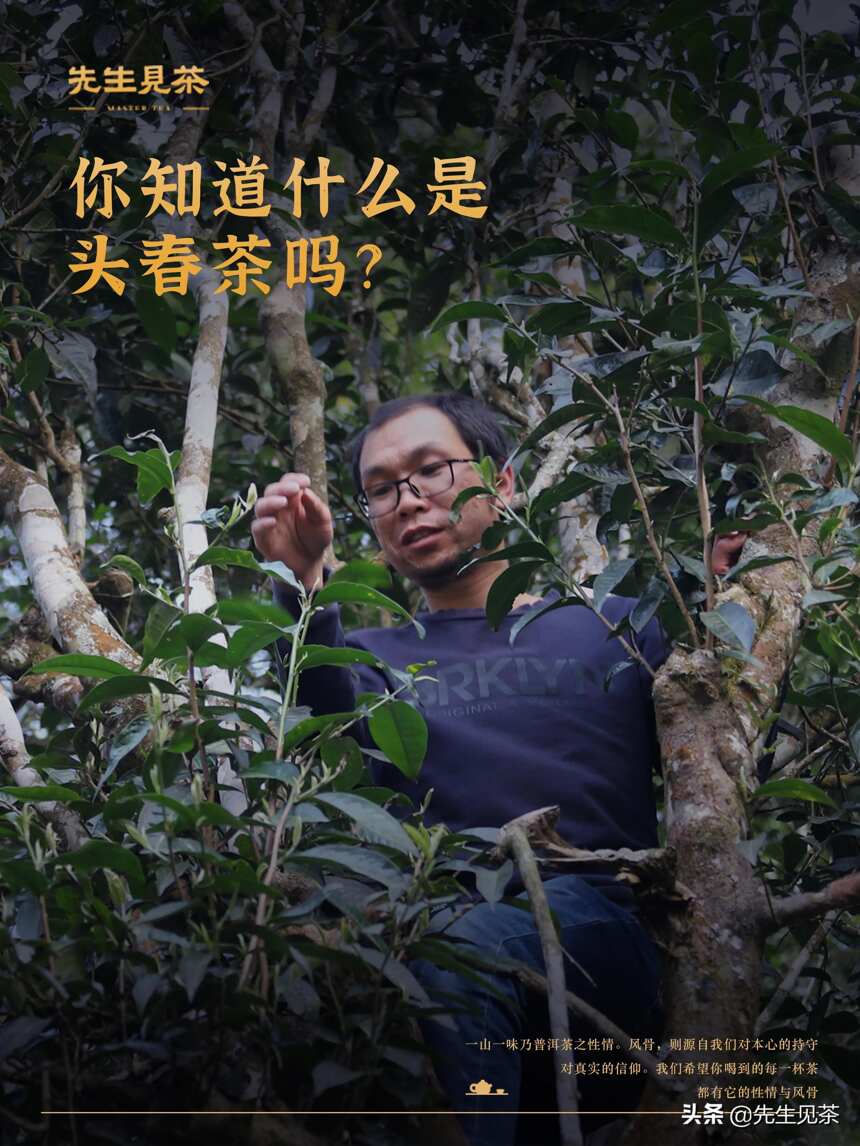 什么是头春茶？头春茶有什么好？