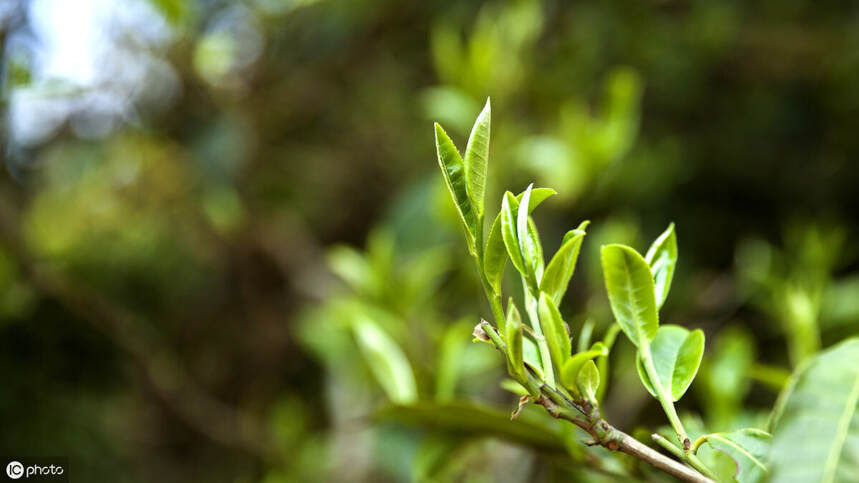 千年古茶园=千年古树茶？