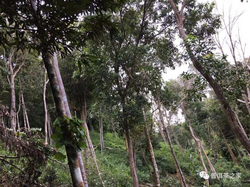 揭秘易武铜箐河（同庆河）普洱茶，野味真难寻！