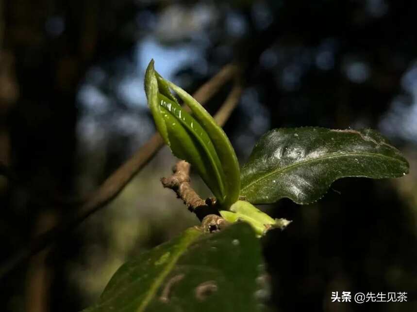 什么是头春茶？头春茶有什么好？