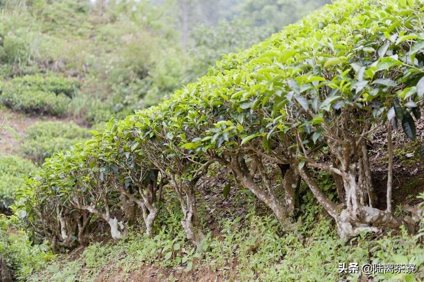 古树茶骗局：树龄越大，品质越好？