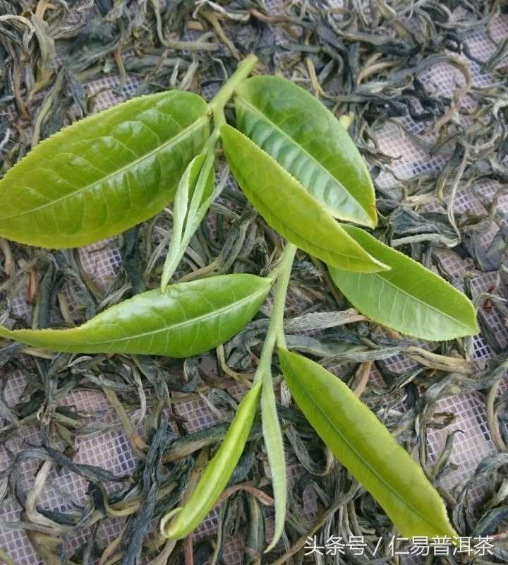 仁易说茶：普洱茶老茶作假怎样避免？为什么要从新茶开始喝