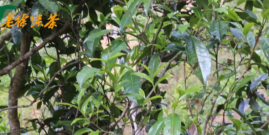 《老徐谈茶》特别节目：参观冰岛坝歪古树茶！——图文