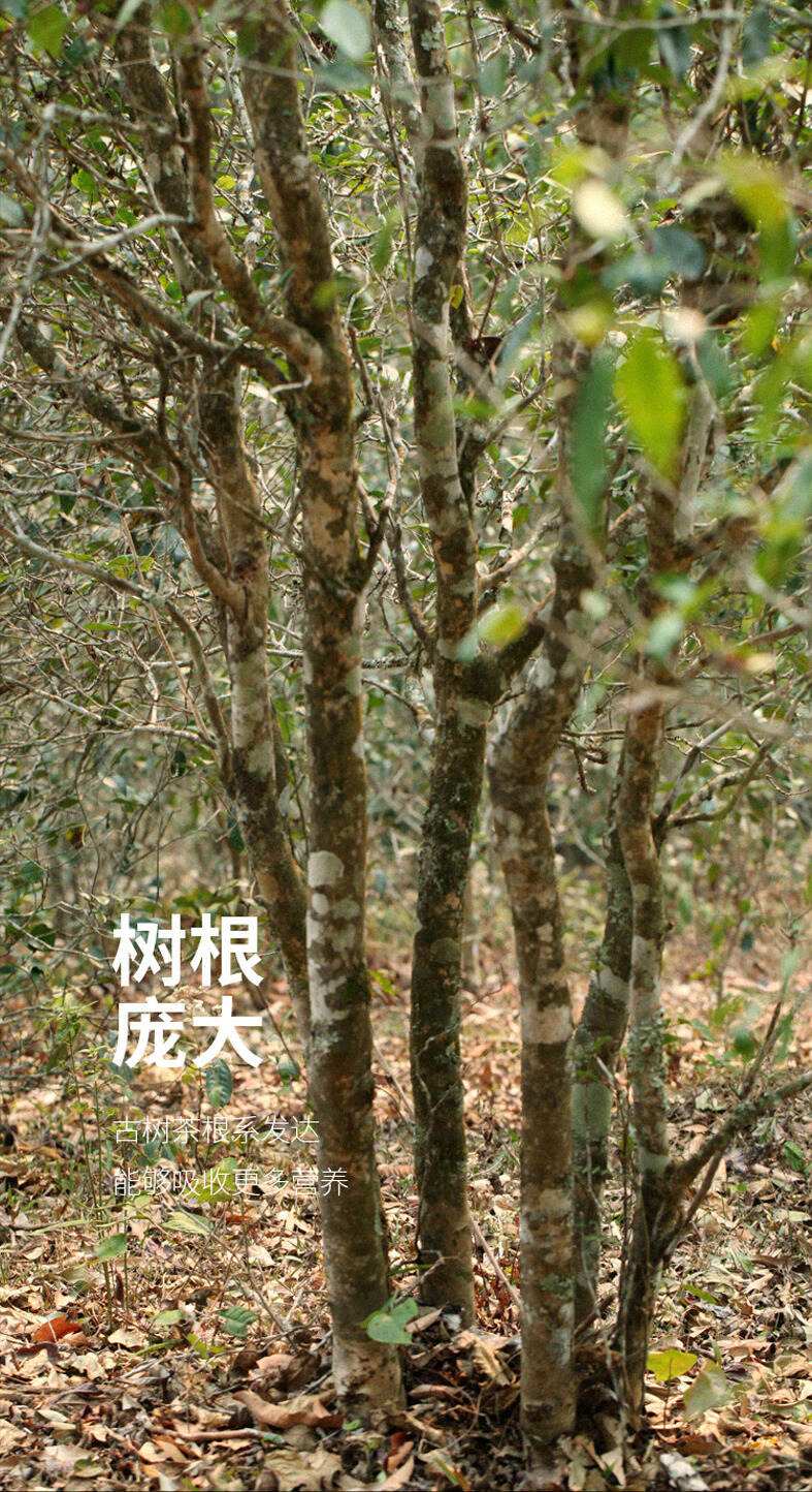 易武落水洞：花香野蜜韵，生津快，甘甜于喉