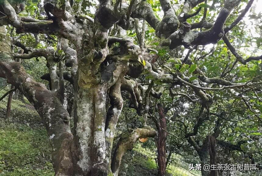 详谈：古茶山中的稀世之珍，南糯山古树普洱茶