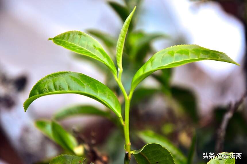 智商税or茶人最后一站？解密古树茶的真相