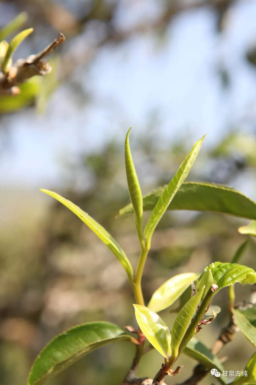 愿生活如“蜜境”，喝时甜蜜，喝后回甘