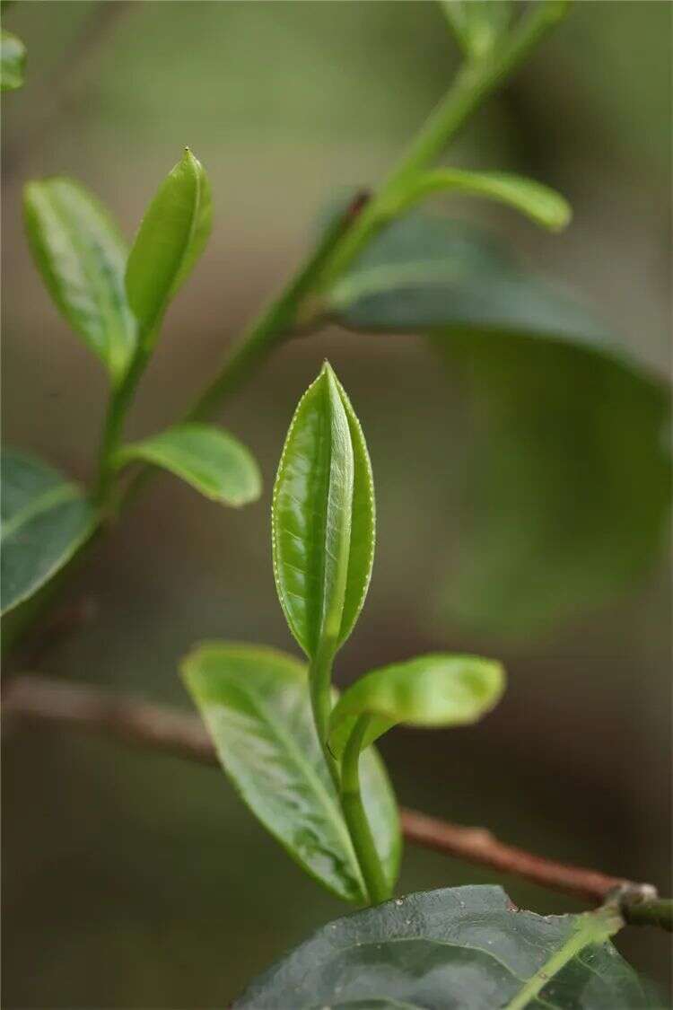 避开天价名山茶，小产区有这些你不知道的好