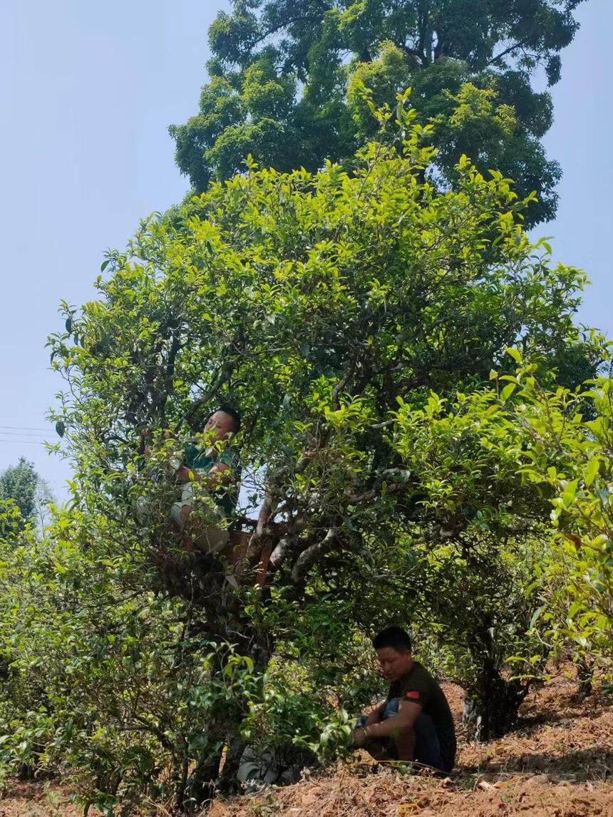 下一个十年，勐库最有潜力的山头，它排第一