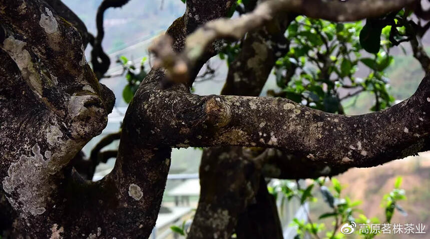 忙肺！普洱茶圈自成一派的古茶，最值得喝的好茶