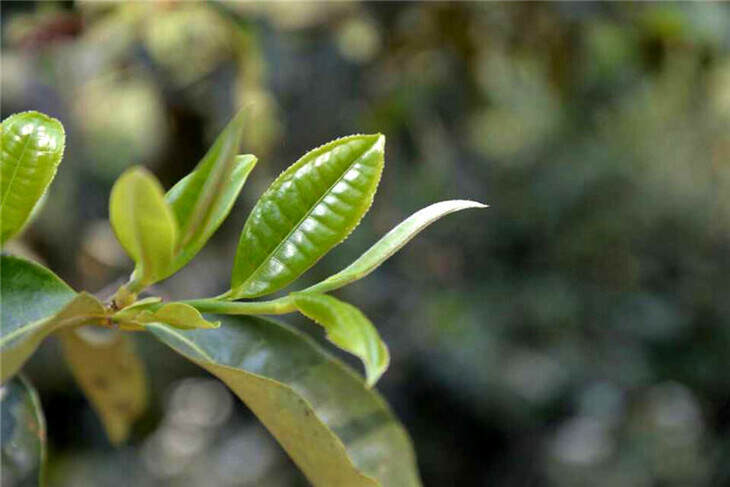 老徐谈茶64期：易武茶区七村八寨滋味好，还是大拼配味道佳—图文