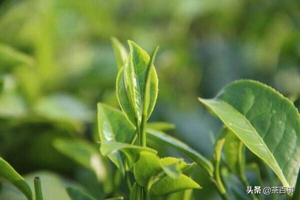 普洱茶春茶要不要买？不是只有绿茶春茶才好，别混淆概念错过好茶