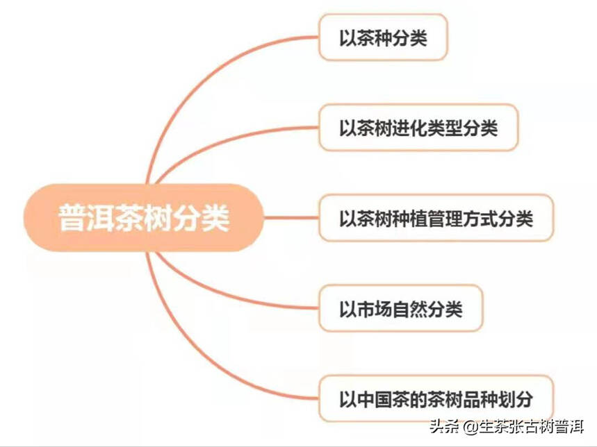 普洱茶树分类大全，普洱茶树的几种分类，一图全解