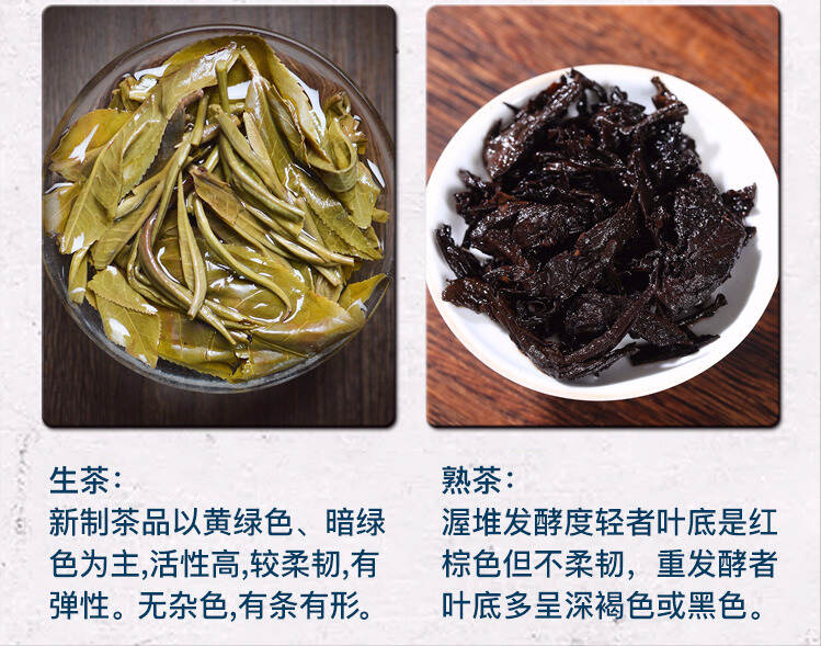 生茶张：看普洱茶叶底也能辨别茶叶的好坏？