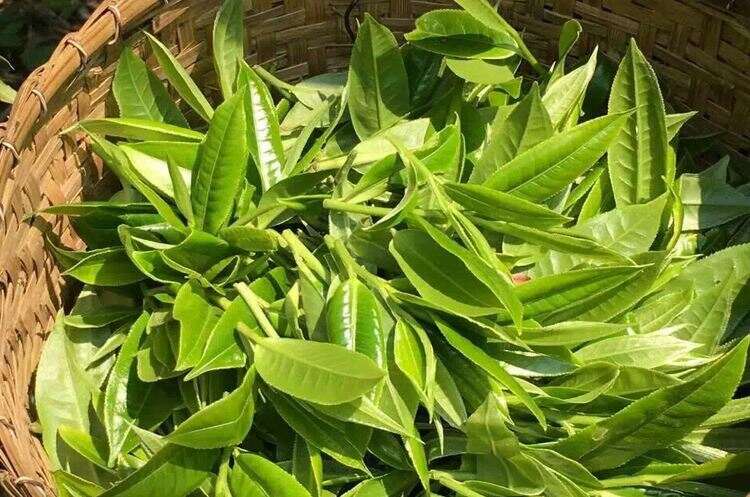 《茶友聊茶》第10期：特殊命名方式的普洱茶