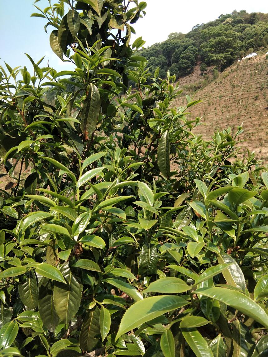 普洱茶有五大神奇之处，难怪这么多人喜欢