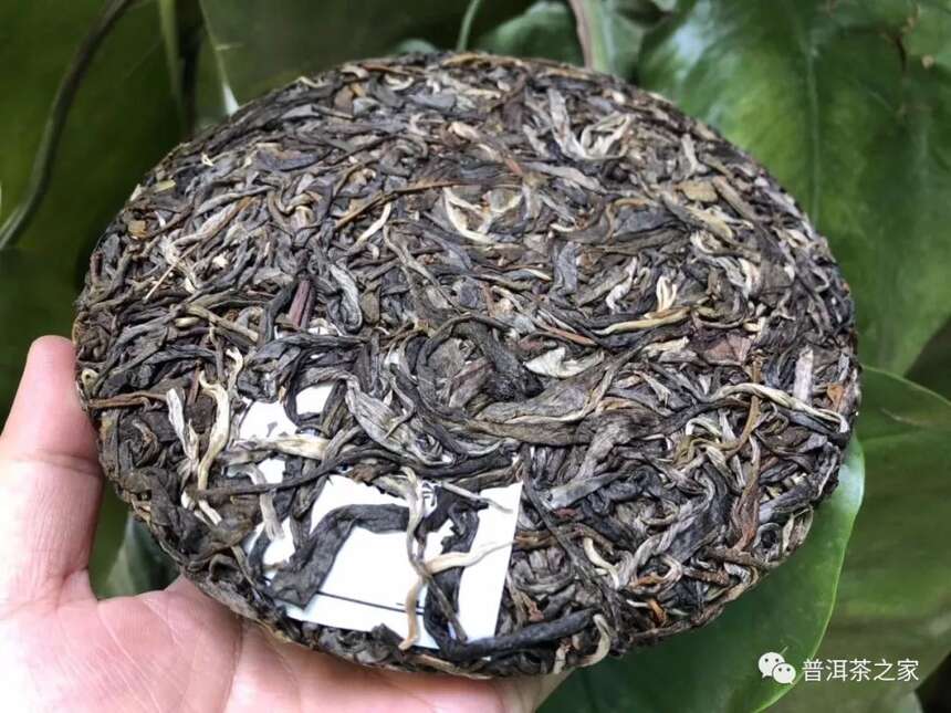 香椿林古树茶，普洱茶中的油腻大叔