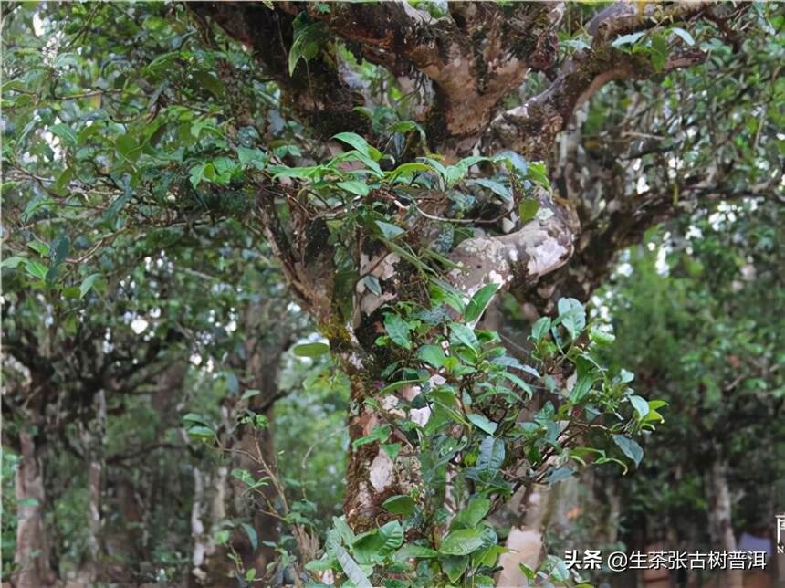 革登属易武茶区吗？革登古树茶分布情况、口感特点如何？好喝吗？