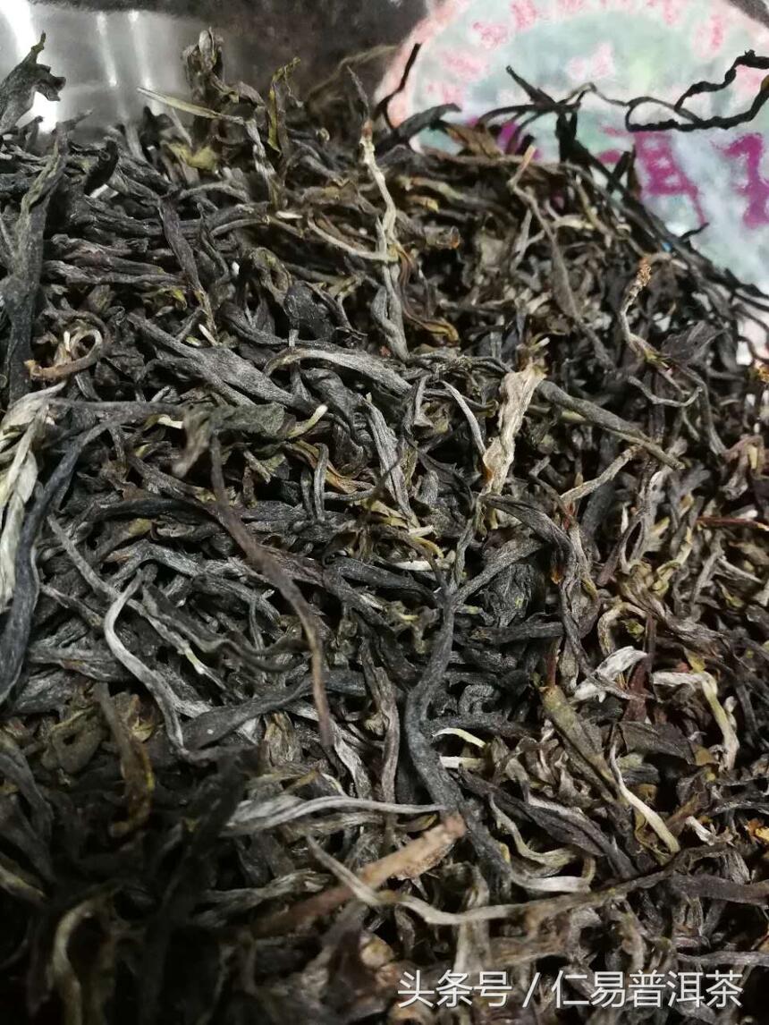 仁易说茶：不亚于老班章的600年树龄高杆古树单株赏析