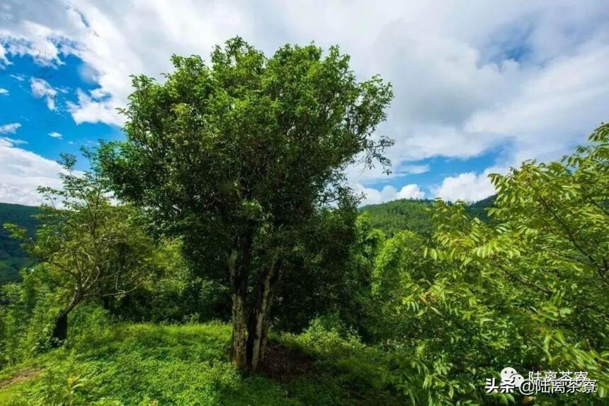 古树茶骗局：树龄越大，品质越好？