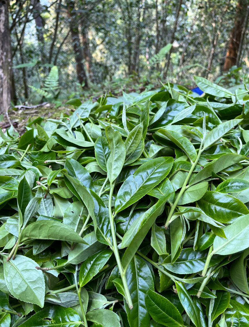 只活在江湖传闻里的薄荷塘，到底是什么样子的？