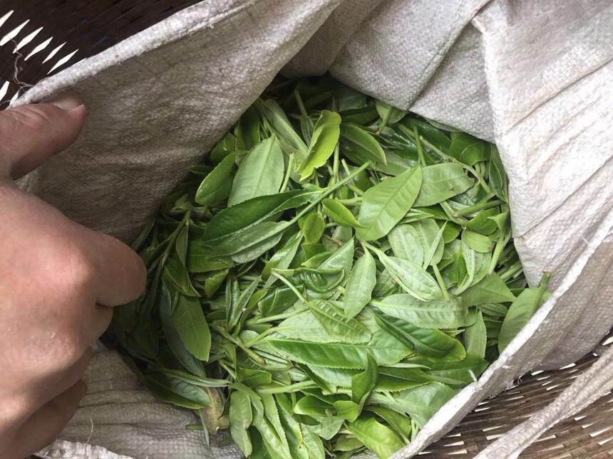 老徐谈茶171：今年古树春茶价格平稳？小树茶是否会大幅下跌？