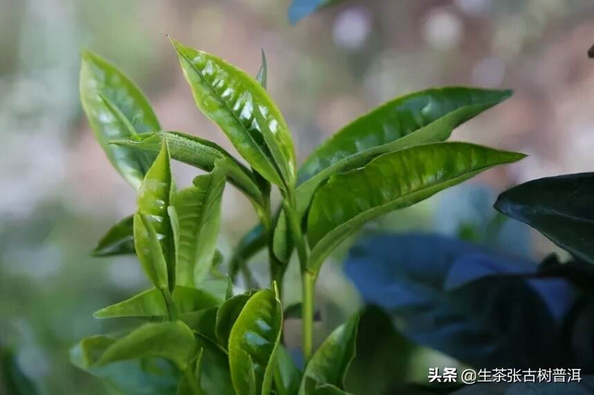 浅谈普洱茶产地｜了解各个产地的普洱茶特点，步入高手的行列