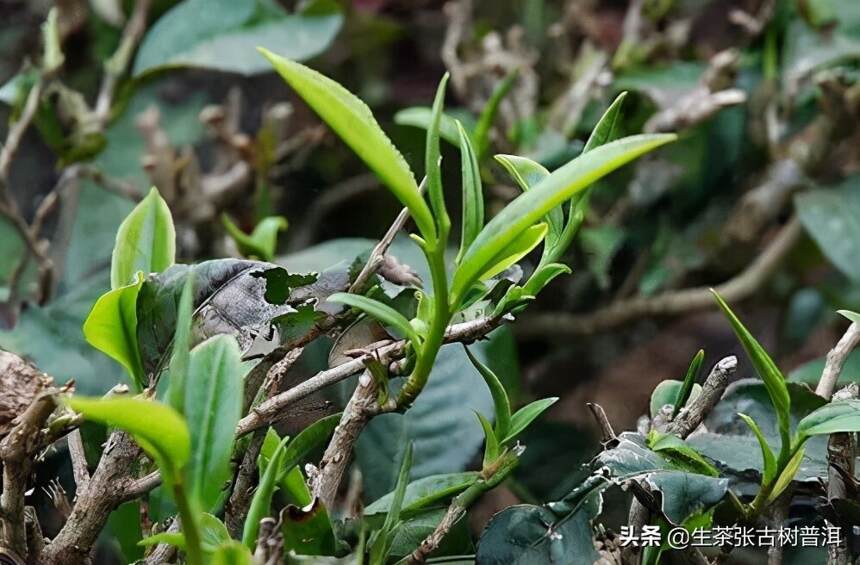 易武弯弓普洱茶有什么发展历史？口感如何？蜜香淳润，刚柔并济？