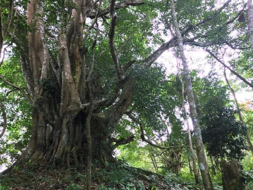 易武高山寨普洱茶为何如此颇受人们的欢迎？原来答案在此