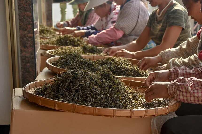 临沧茶腾飞倒计时！未来的临沧茶企，是否还有你？