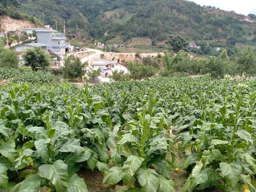 当下年轻人创业，在农村与城市之间穿梭，能成功吗？