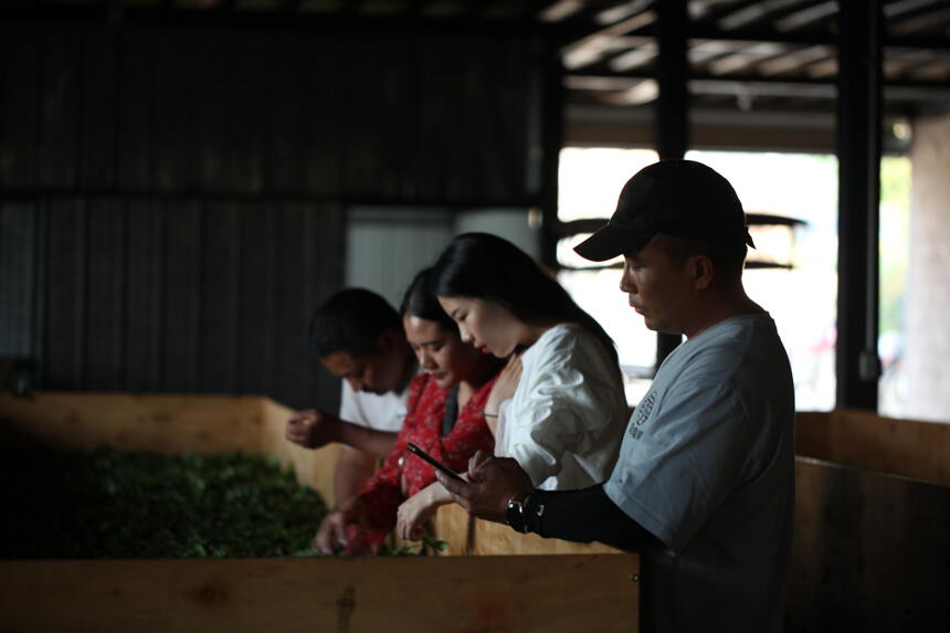 蛮砖普洱茶的口感有何特点？它和易武茶的区别是什么？