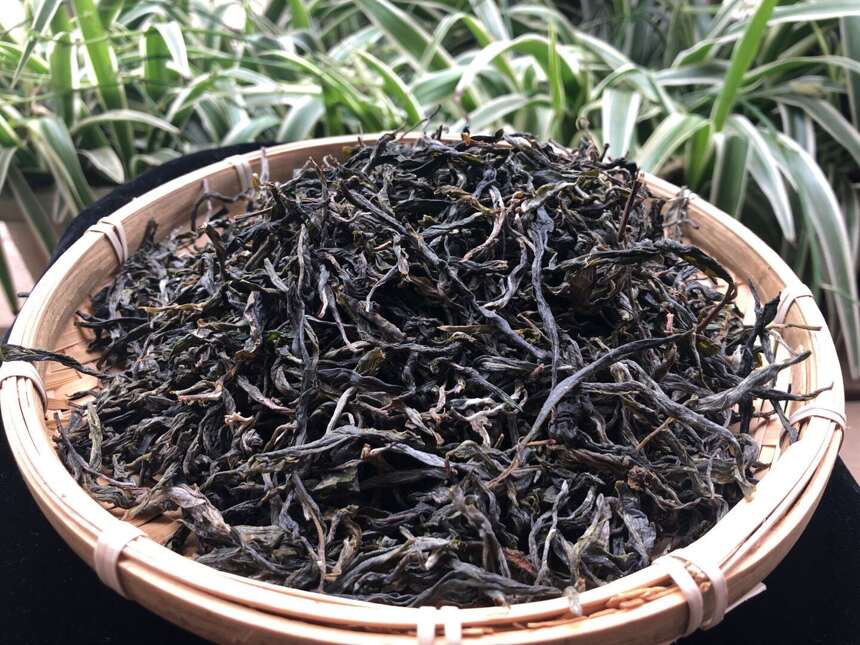 《老徐谈茶》特别节目：机缘巧合邦东之星问世！紫芽单株滋味如何